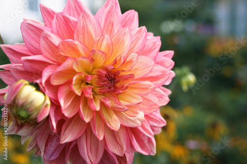 Dahlia flower closeup. © filatovamila