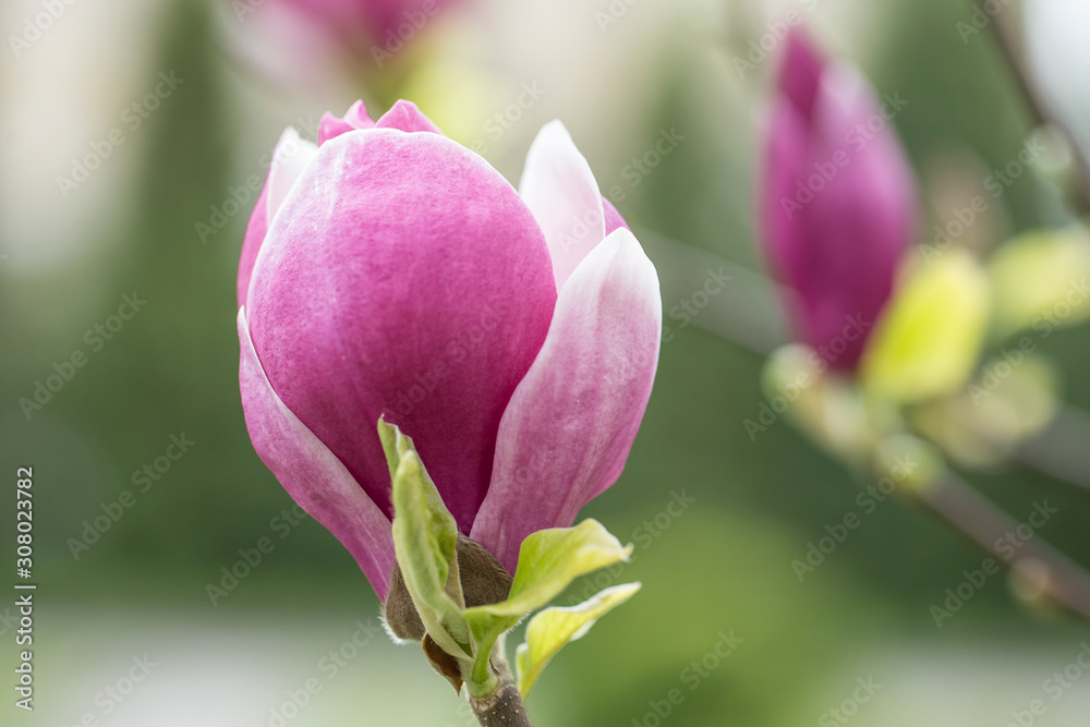 Magnolia × soulangeana (saucer magnolia) is a hybrid plant in the genus Magnolia and family Magnoliaceae. Magnolia × soulangeana flowers, blurred beautiful bokeh background Magnolia × soulangeana (saucer magnolia) is a hybrid plant in the genus Magnolia and family Magnoliaceae. Magnolia × soulangeana flowers, blurred beautiful bokeh background