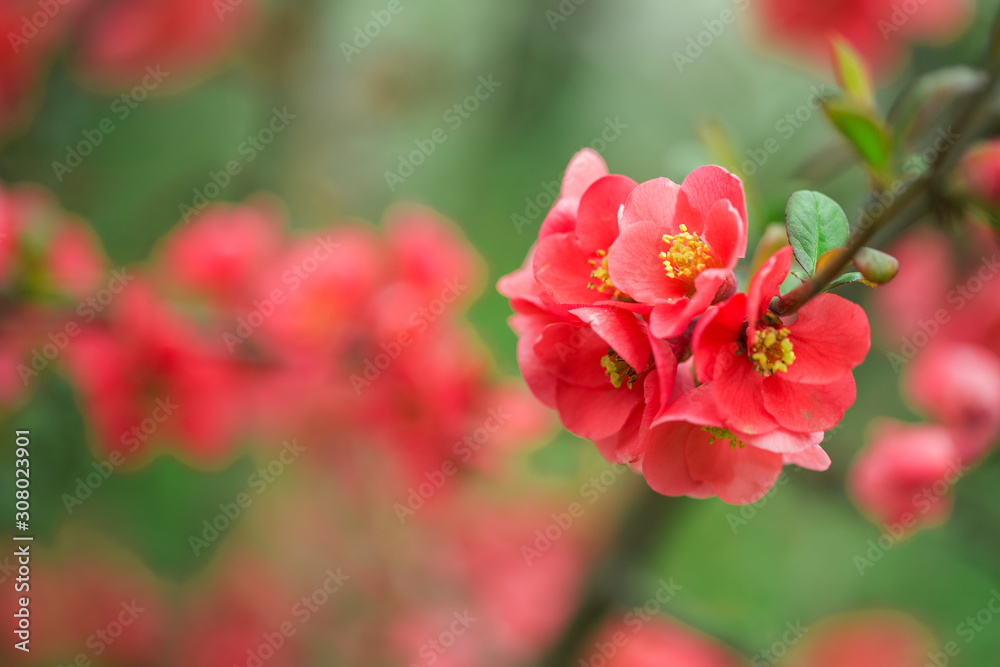 Ornamental flowering shrub Chaenomeles japonica. The bush Chaenomeles japonica blooms. Ornamental flowering shrub Chaenomeles japonica. The bush Chaenomeles japonica blooms.