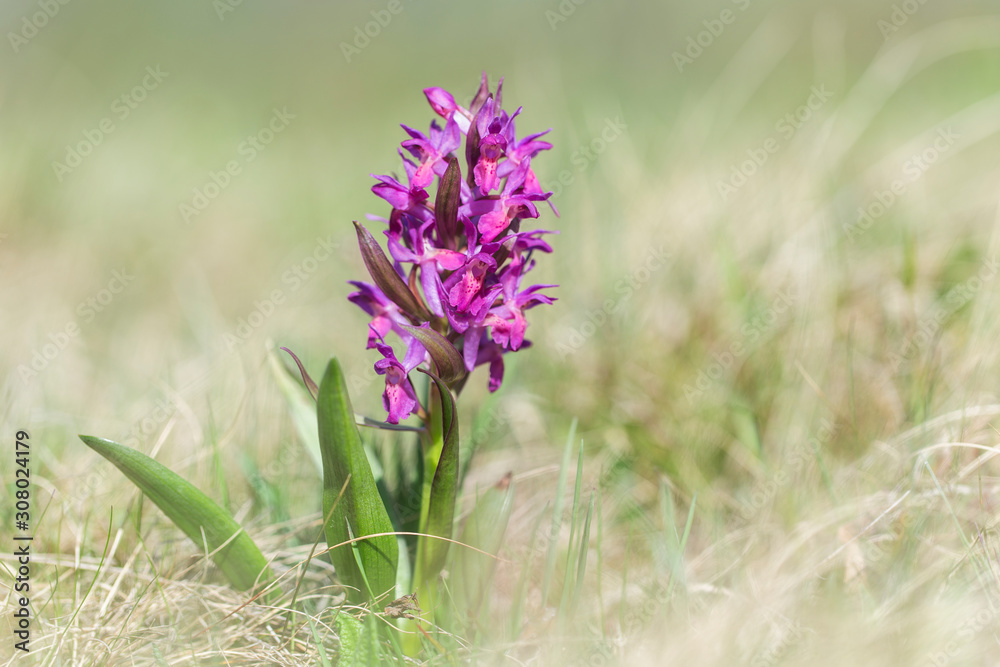 The elder-flowered orchid (Dactylorhiza sambucina) is an herbaceous plant belonging to the family Orchidaceae. Wild orchid elder-flowered Orchid (Dactylorhiza sambucina) close-up macro. The elder-flowered orchid (Dactylorhiza sambucina) is an herbaceous plant belonging to the family Orchidaceae. Wild orchid elder-flowered Orchid (Dactylorhiza sambucina) close-up macro.