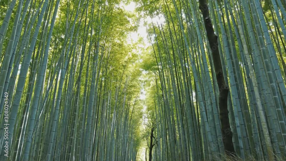 Bamboo forest of Arashiyama near Kyoto, Japan Bamboo forest of Arashiyama near Kyoto, Japan