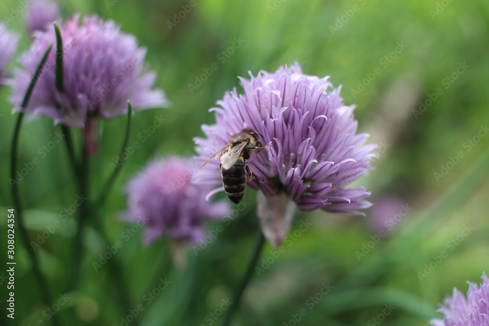 wasp sitting on a flower in the summer garden insect bee collects nectar wasp sitting on a flower in the summer garden insect bee collects nectar