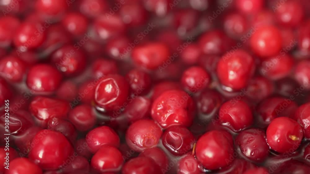 Cowberry, cranberry close up. product rich in minerals and vitamins. Cowberry turns in a shot. Cowberry, cranberry rotating. Macro Cowberry, cranberry close up. product rich in minerals and vitamins. Cowberry turns in a shot. Cowberry, cranberry rotating. Macro