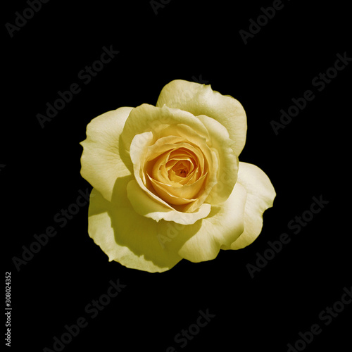 Fototapeta Naklejka Na Ścianę i Meble -  Beautiful yellow rose isolated on a black background