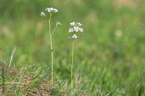 Cardamine pratensis (cuckooflower, lady's smock, mayflower, or milkmaids), is a flowering plant in the family Brassicaceae. Cardamine pratensis, lady's smock flowering plant.