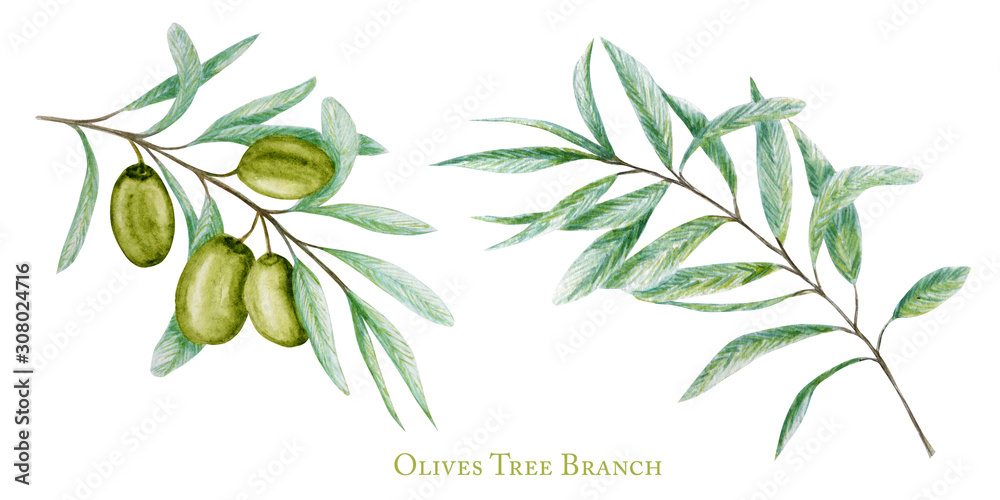 Watercolor green olive tree branch leaves fruits set, Realistic olives ...