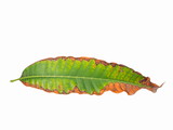 view of many lesions on mango leaf (Mangifera indica) isolated on white background.