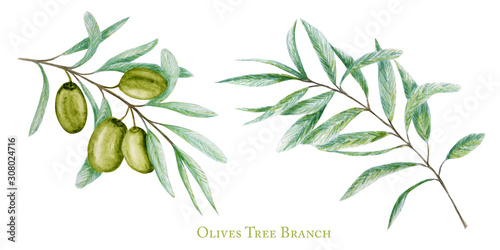 Watercolor green olive tree branch leaves fruits set, Realistic olives botanical illustration isolated on white background, Hand painted, fresh ripe cherries collection for label, card design concept photo