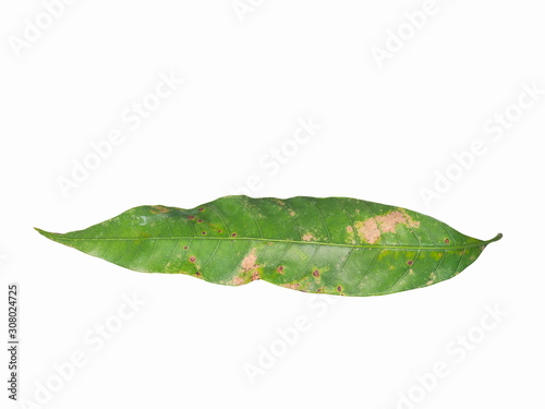 view of many lesions on mango leaf (Mangifera indica) isolated on white background.