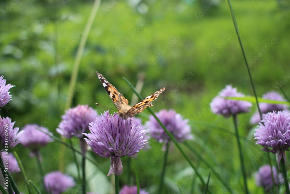 beautiful bright butterfly sits on a flower in the summer garden insect collects nectar beautiful bright butterfly sits on a flower in the summer garden insect collects nectar