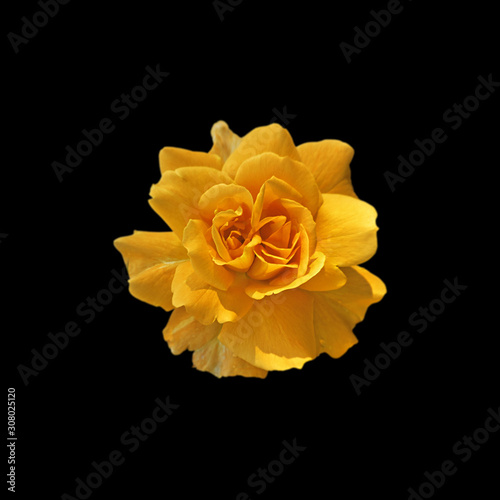 Beautiful yellow rose isolated on a black background