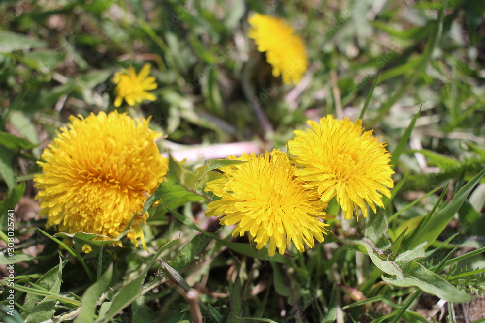 beautiful bright flower plants dandelion yellow petals blooms in the grass in summer beautiful bright flower plants dandelion yellow petals blooms in the grass in summer
