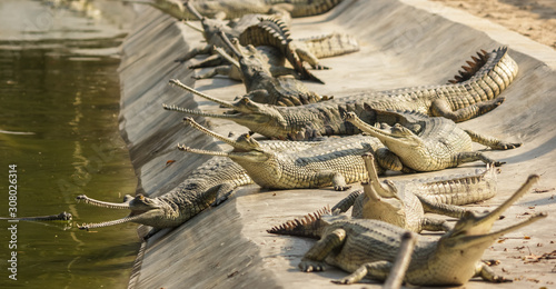 Chitwan National Park, Nepal - March 2015: A group of critically endangered gharials bask in the sun inside the Chitwan National Park in Nepal. photo