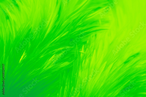 Beautiful abstract colorful yellow and light green feathers on white background and soft white yellow feather texture on white pattern, lemon color background