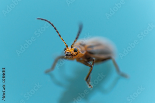 lined bug on blue background