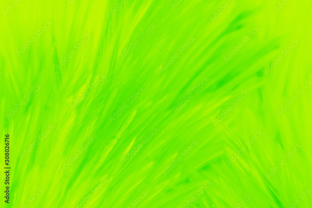 Beautiful abstract colorful yellow and light green feathers on white background and soft white yellow feather texture on white pattern, lemon color background Beautiful abstract colorful yellow and light green feathers on white background and soft white yellow feather texture on white pattern, lemon color background