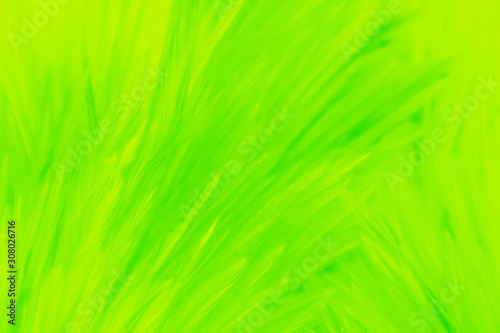 Beautiful abstract colorful yellow and light green feathers on white background and soft white yellow feather texture on white pattern, lemon color background