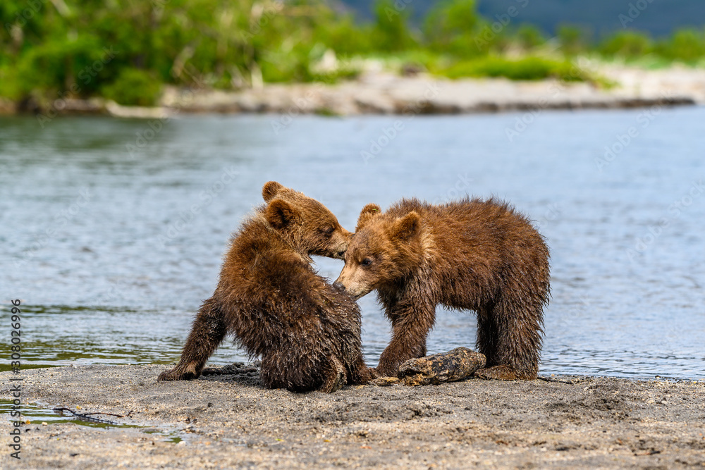 Ruling the landscape, brown bears of Kamchatka (Ursus arctos beringianus)