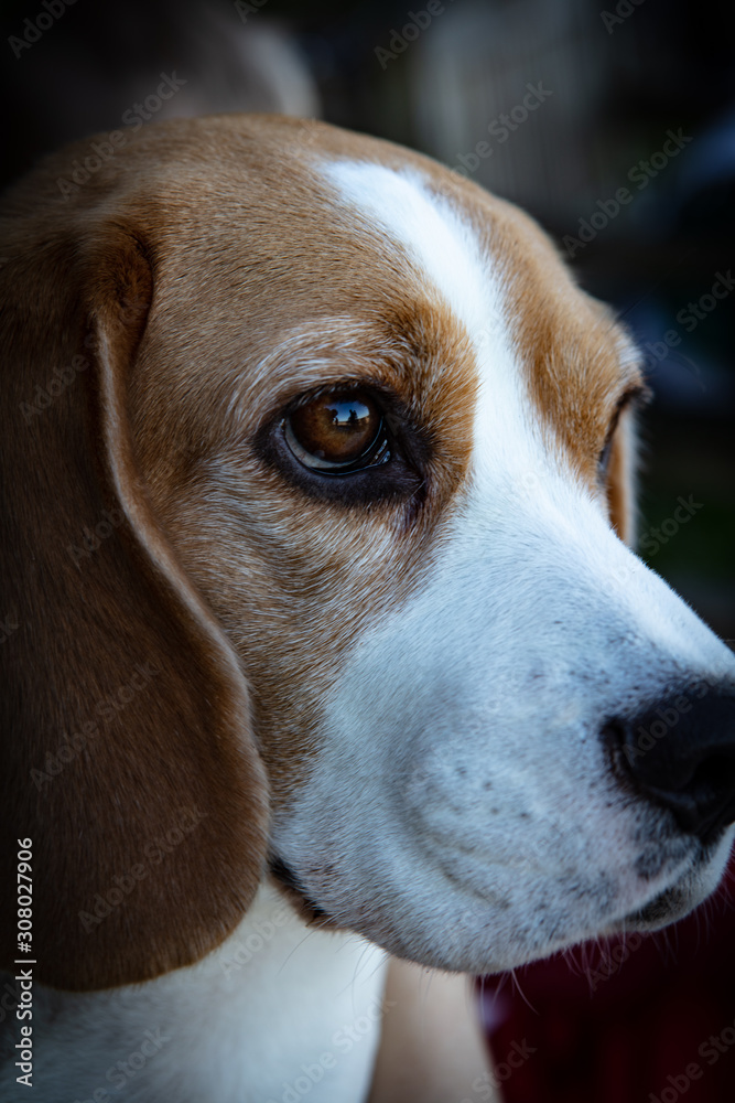 portrait of a Beagle dog