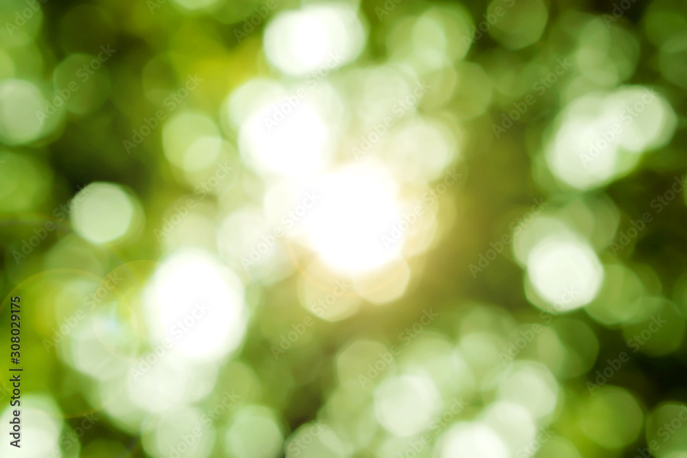 Closeup look up view blurred and bokeh of green leaves on tree with sun light.