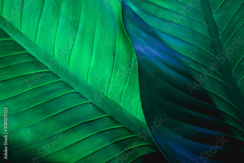 abstract green leaf texture, nature background, tropical leaf