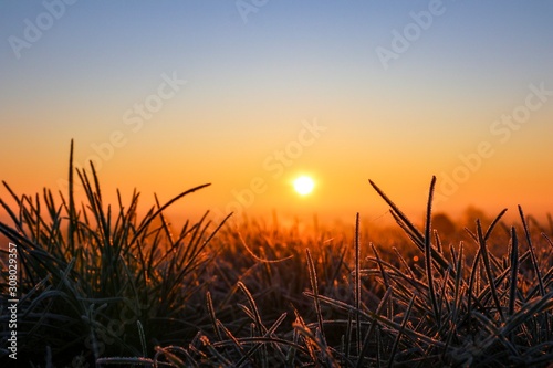 sunset over wheat field