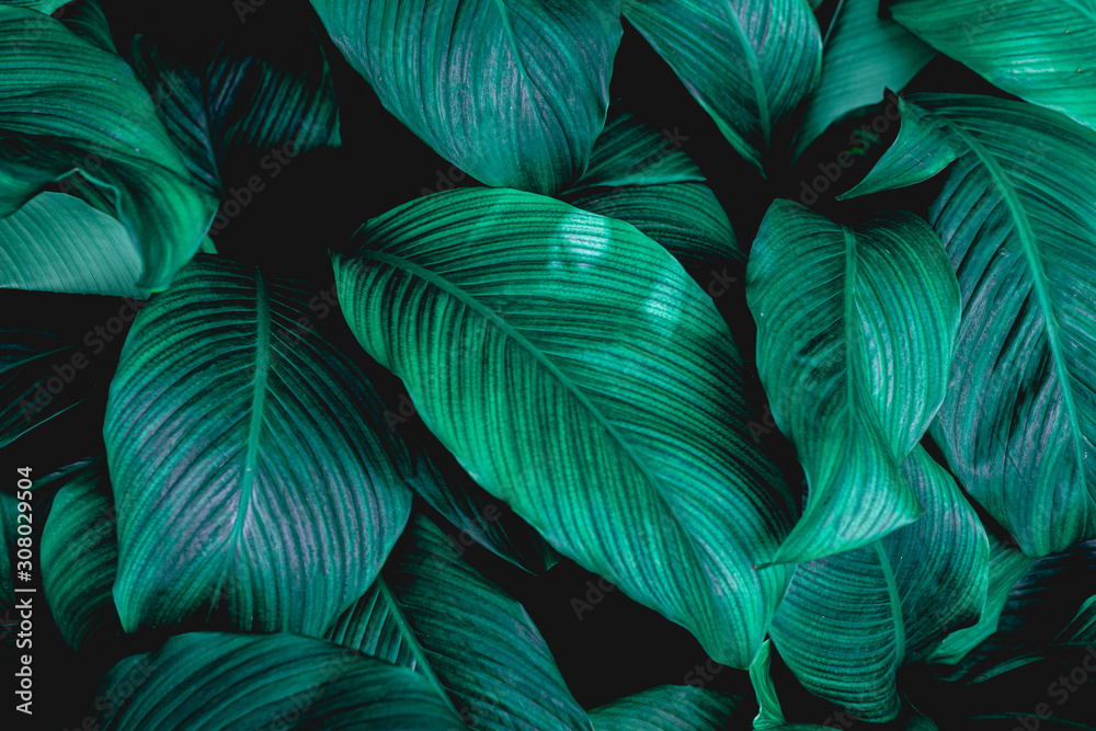 leaves of Spathiphyllum cannifolium, abstract green texture, nature background, tropical leaf leaves of Spathiphyllum cannifolium, abstract green texture, nature background, tropical leaf