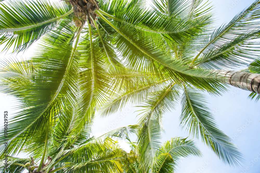 tropical palm leaf background, coconut palm trees perspective view tropical palm leaf background, coconut palm trees perspective view