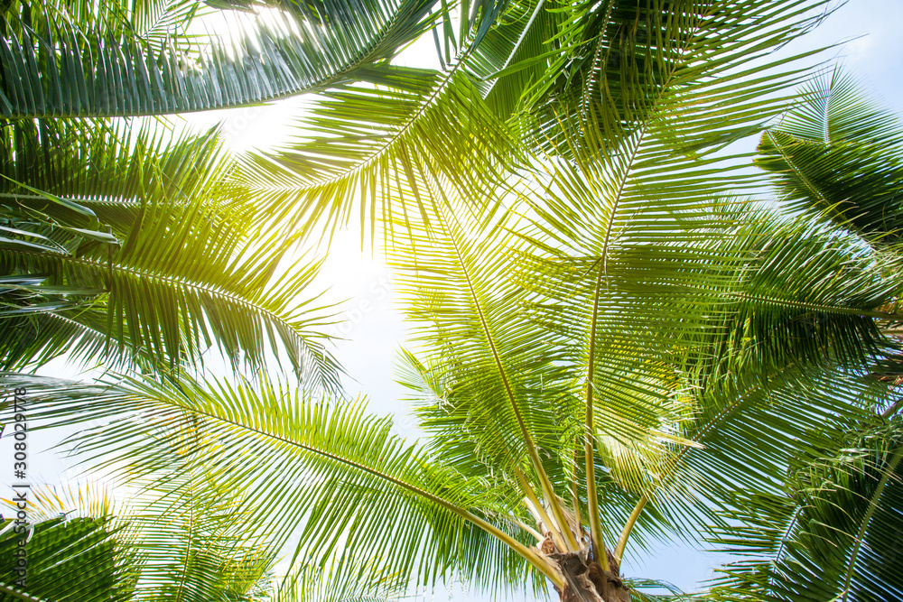 tropical palm leaf background, coconut palm trees perspective view tropical palm leaf background, coconut palm trees perspective view
