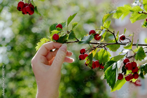 hand picking berries of red currant on bush