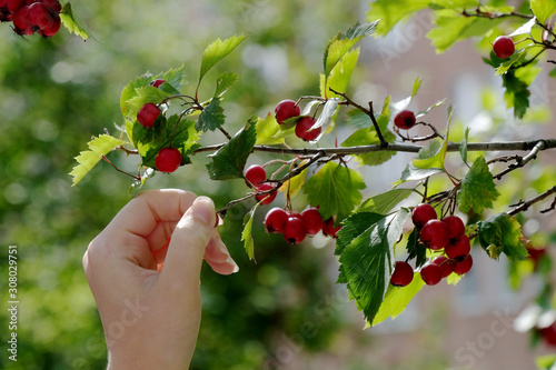 hand picking red berries