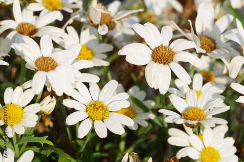 daisies in the garden