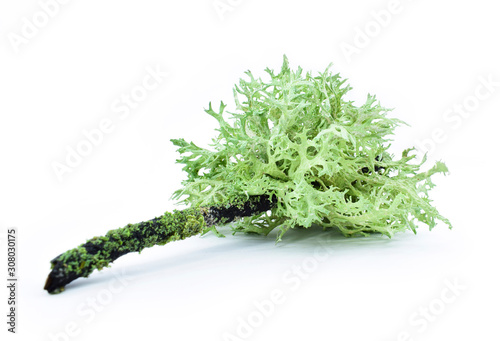 Lichen on a dry twig on a white background. Evernia prunastri, also known as oakmoss, It is used extensively in modern perfumery. photo