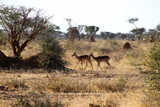 Afrikanische Antilope in der Savanne von Namibia