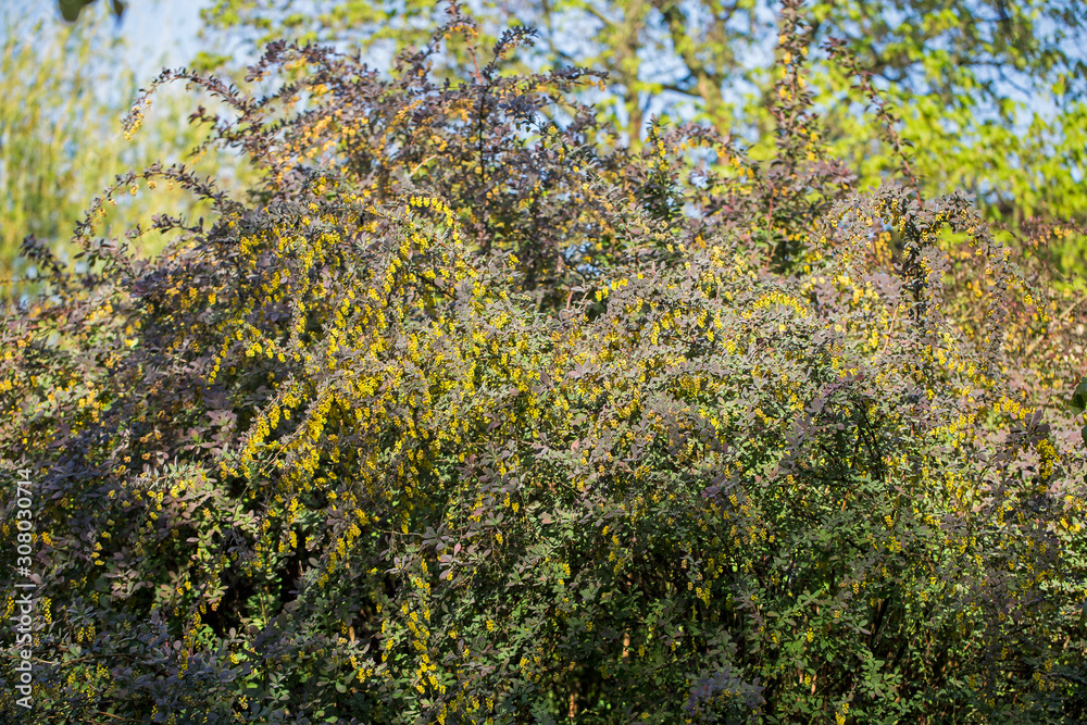 Fototapeta premium Large bush common barberry (berberis vulgaris) in spring during flowering. flowers European barberry (Berberis vulgaris).