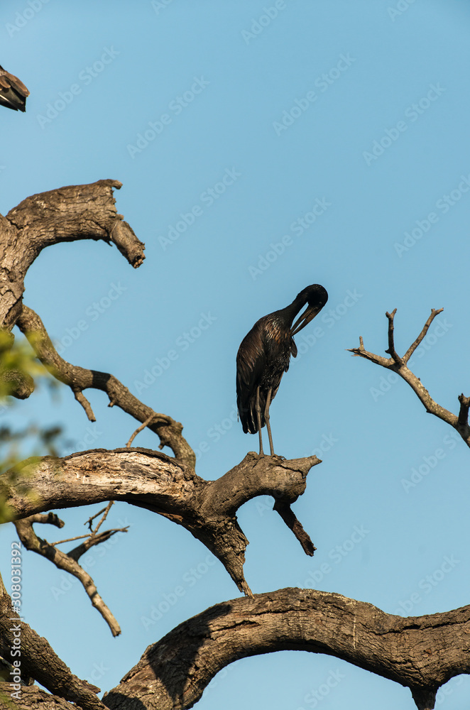 Bec ouvert africain,.Anastomus lamelligerus, African Openbill Bec ouvert africain,.Anastomus lamelligerus, African Openbill