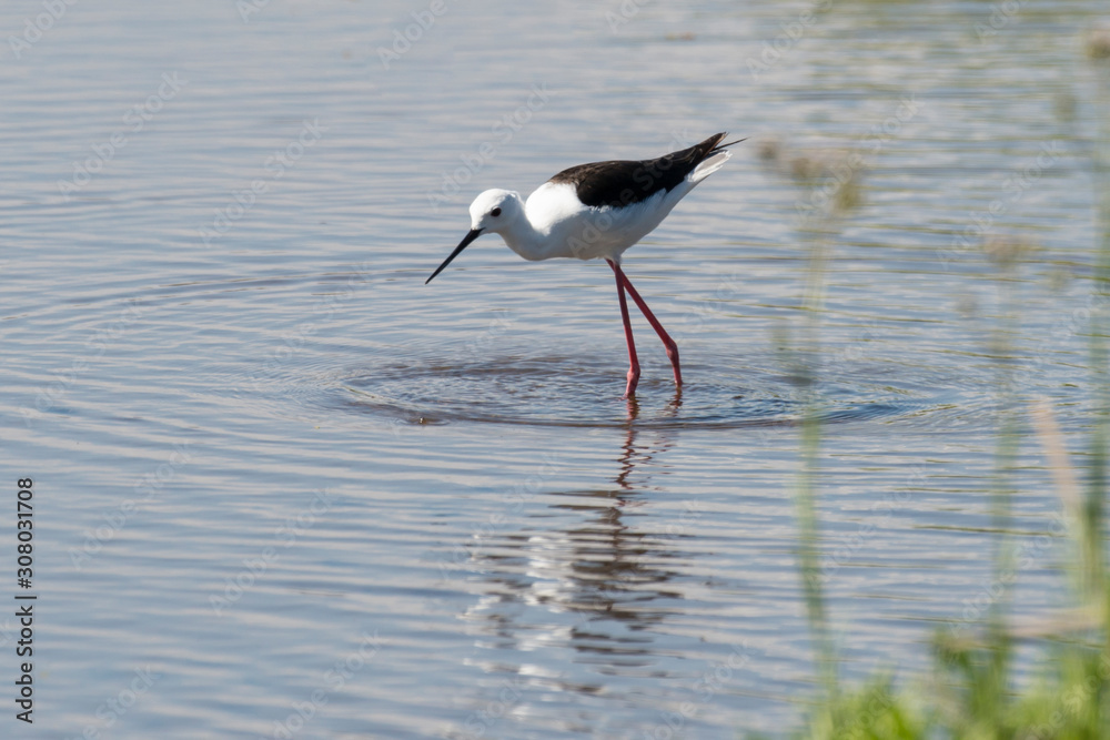 Echasse blanche, Black winged Stilt, Himantopus himantopus Echasse blanche, Black winged Stilt, Himantopus himantopus