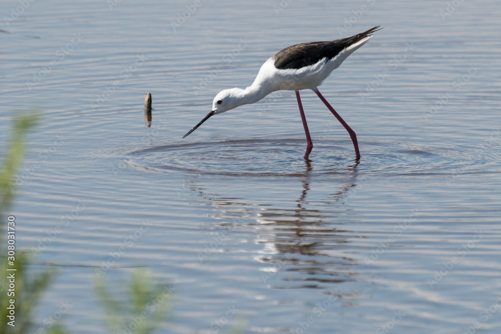 Echasse blanche, Black winged Stilt, Himantopus himantopus Echasse blanche, Black winged Stilt, Himantopus himantopus