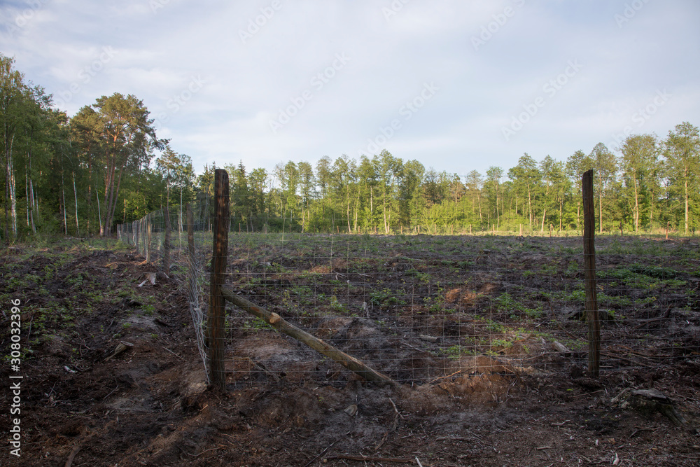 protection of young forest from animals by mesh fencing. protection of planted forest from wild animals protection of young forest from animals by mesh fencing. protection of planted forest from wild animals