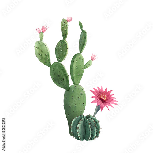 Beautiful watercolor cactus combination. Hand drawn stock illustrations. White background. Isolated objects.