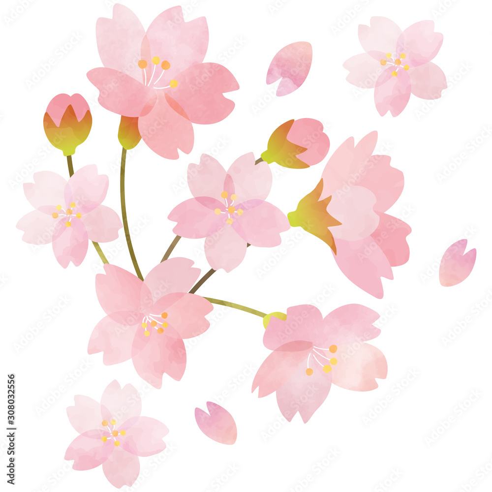 桜01 桜01
