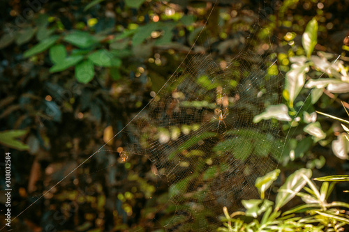 Spider web in the forest