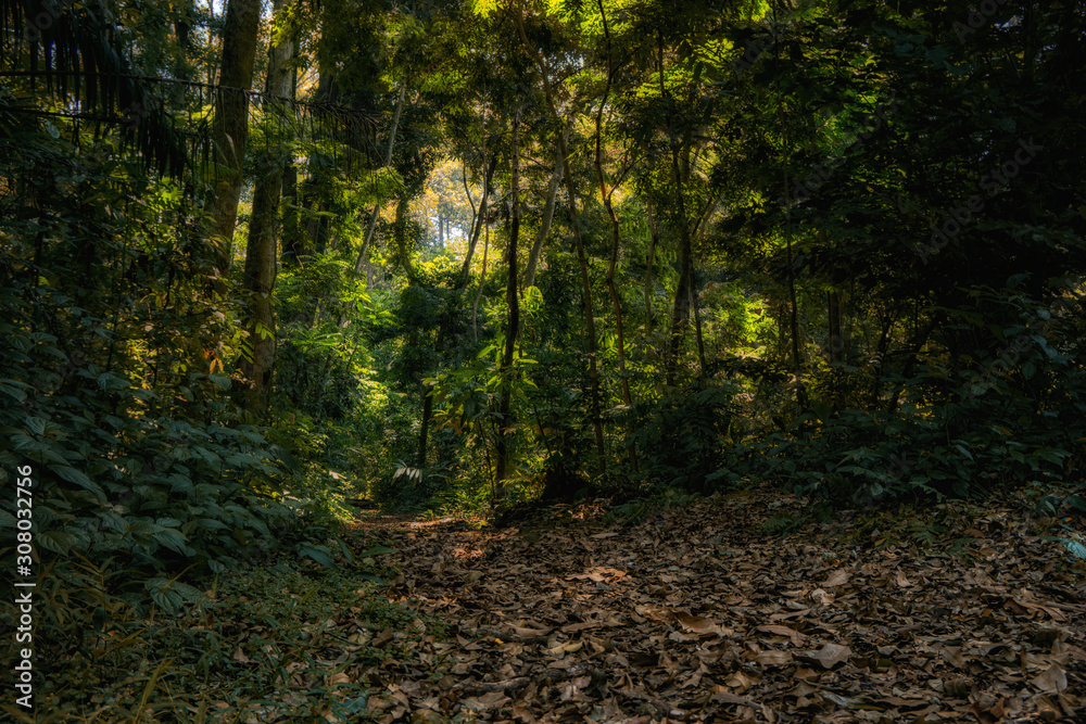 forest in autumn forest in autumn