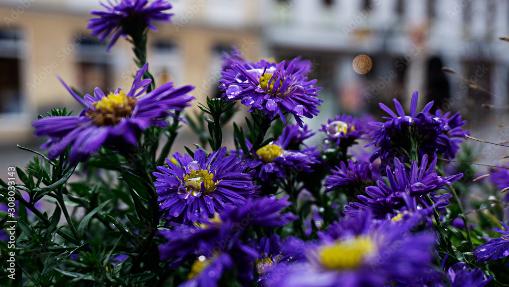 Obraz premium Purple Rain 