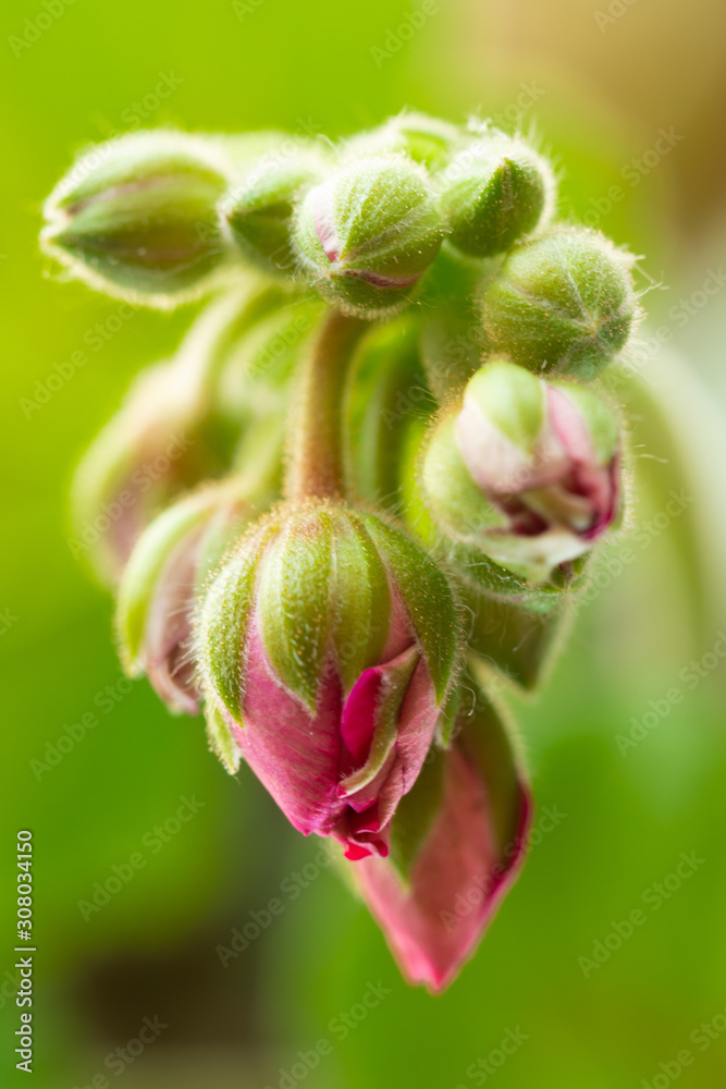 Pink geranium blossoms in the garden Pink geranium blossoms in the garden