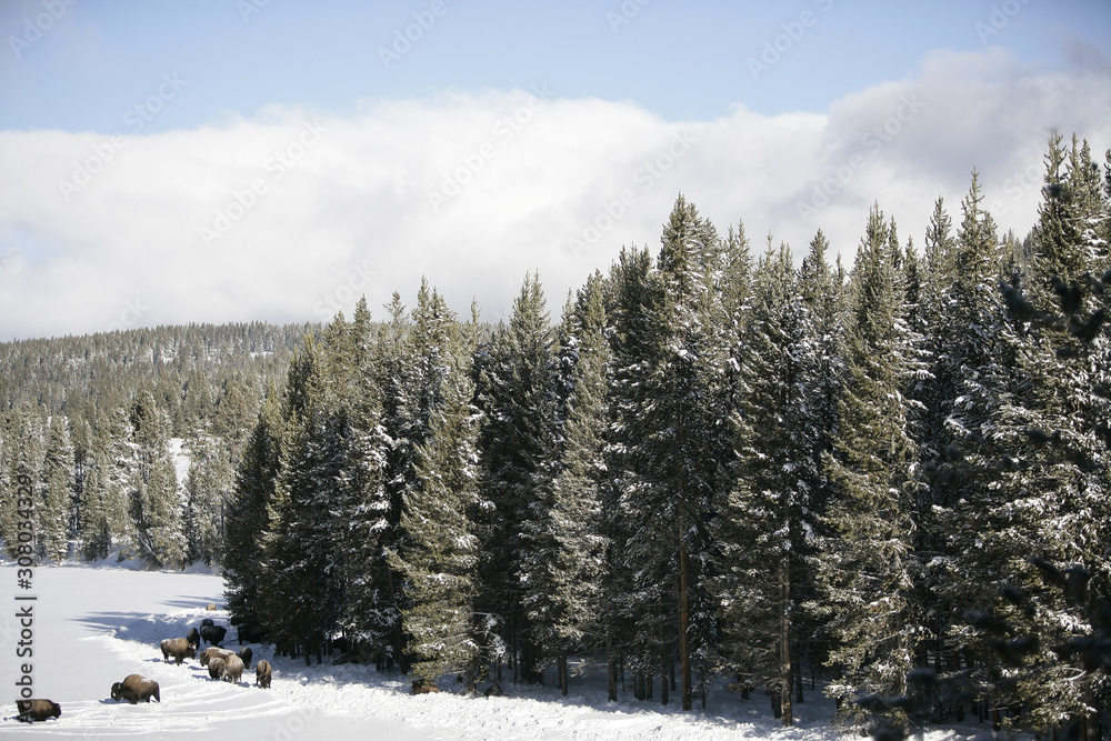 Yellowstone National park in Winter