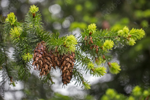 branches with cones Douglas fir (Pseudotsuga menziesii), beautiful bokeh background photo