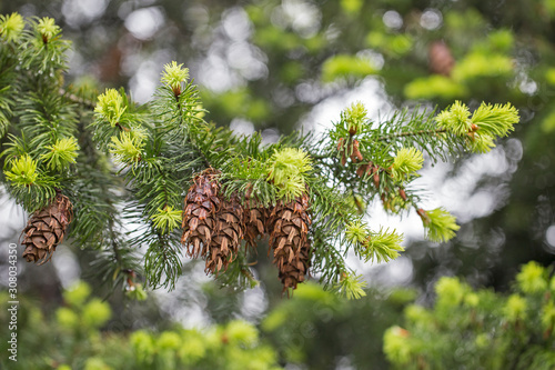 Quadro su tela branches with cones Douglas fir (Pseudotsuga menziesii), beautiful bokeh backgro