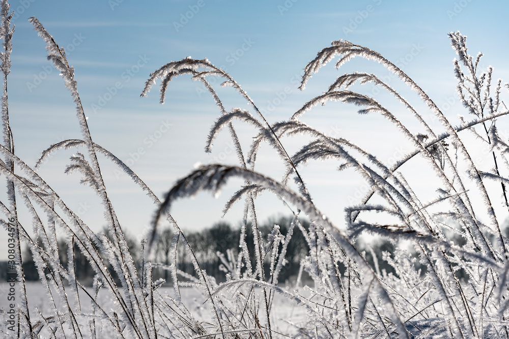 Obraz premium Hoarfrost on dry grass in winter time.