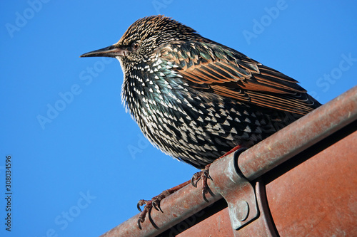 Portrait of the turdus iliacus behind the bluy sky photo